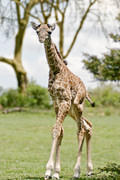 04 04 18 Crescent Island baby giraffe