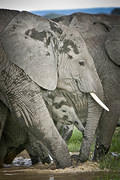 06 04 04 Amboseli pachyderm protection
