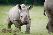 07 07 22 Nakuru Nakuru rhino calf