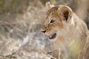 07 08 21 Masai Mara bright eyed lion cub
