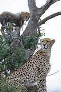 2012-07-21 Masai Mara MGP4164