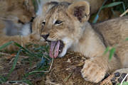  MG 6835 2012-11-27 Masai Mara