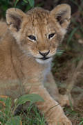  MG 6882 2012-11-27 Masai Mara