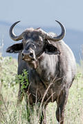 06 12 07 Masai Mara buffalo-storm-lighting