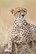 2012-07-21 Masai Mara MG 6650