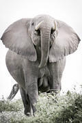 06 04 04 Amboseli mother elephant