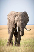 2012-03-20 Masai Mara 07R7966