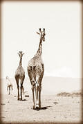 06 03 16 Crescent Island departing-giraffe-parade-monochrome
