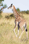 2012-08-10 Masai Mara MG 9899