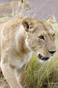 2012-07-21 Masai Mara MGP3575