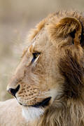 2012-07-21 Masai Mara MG 8429