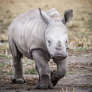 baby rhino square 2011-03-19 Nakuru