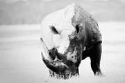 rhino face mask 08 06 01 Nakuru