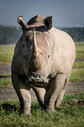 rhino full front view 06 12 10 Nakuru