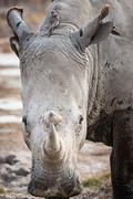 rhinoceros head facing camera 2012-3-15 Nakuru