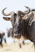 2012-07-21 Masai Mara MG 5687